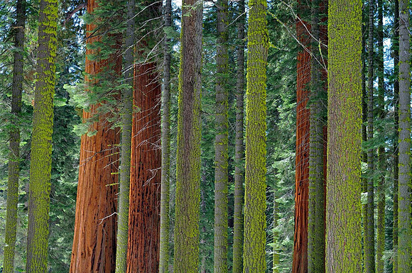 Sequoia National Park, California