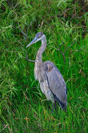 Great Blue Heron, Everglades, Florida