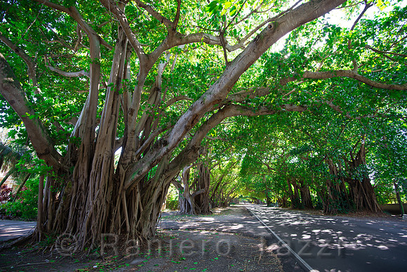 Banyan Trees in Old Cutler Road - Coconut Grove, Florida, USA