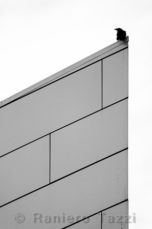Raven on the Museum of the North - Fairbanks, Alaska