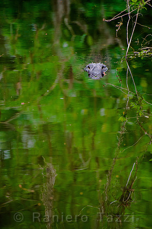 Alligator on Tamiami Trail, near Ochopee, Everglades, Florida