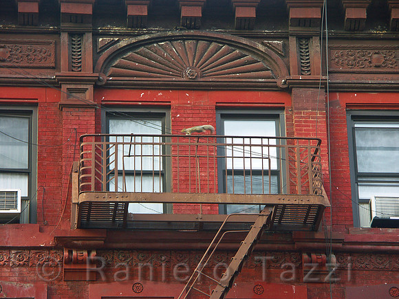 "Agility", Squirrel on East 86th Street - New York, Usa