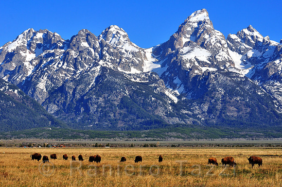 American bison grazing in the Grand Teton National Park - Wyoming, Usa