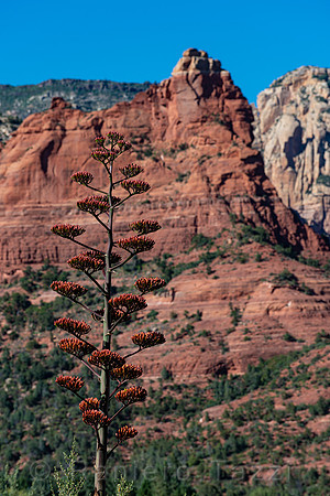 Blooming Agave, Sedona, Arizona