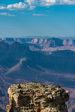 Agave blooming on Coronado Butte, Grand Canyon, Arizona