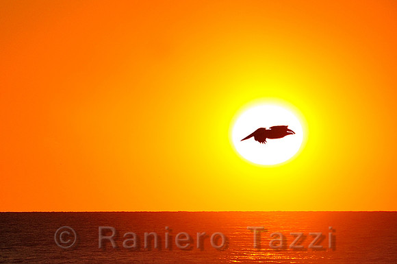 Pelican at sunset in Lido Beach - Sarasota, Florida