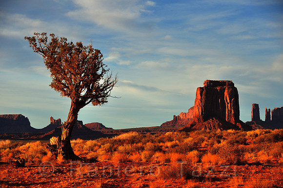 Tree and Buttes in the Monument Valley, Arizona-Utah