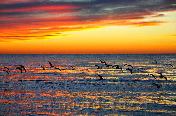 Seagulls at Sunset - Sarasota, Florida, Usa