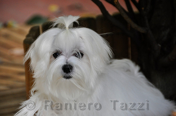 Maltese 3