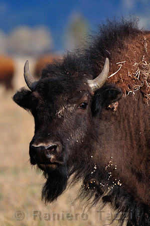 American bison, Kelly, Grand Teton - Wyoming, Usa