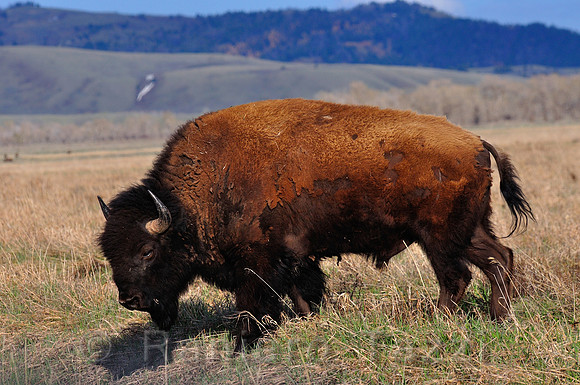 American bison, Kelly, Grand Teton - Wyoming, Usa