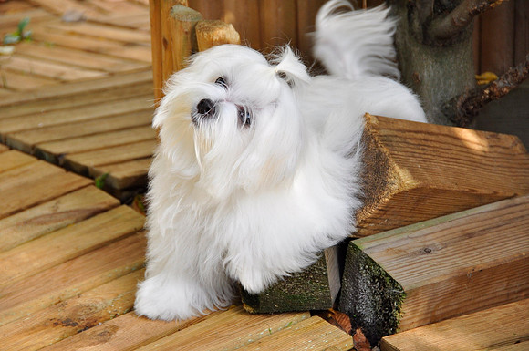 Maltese 5