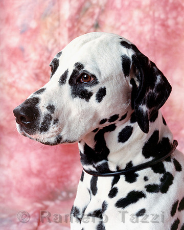 Dalmatian