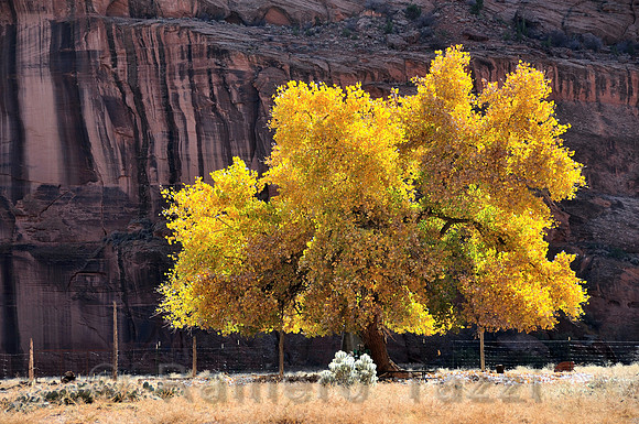 Cottonwood Tree, Canyon de Chelly - Arizona, Usa