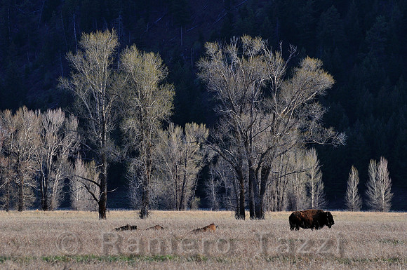 American bison resting and grazing in the Grand Teton National Park - Kelly, Wyoming, Usa