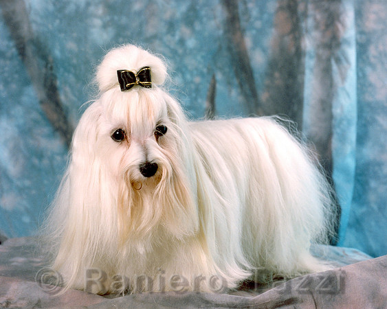 Maltese