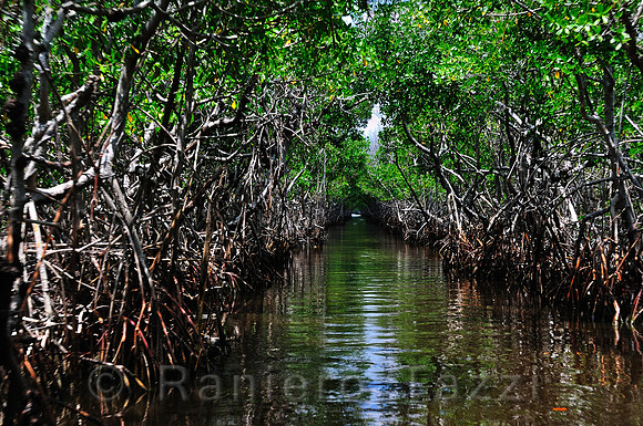 Waterway in mangrove forest in the Everglades - Florida, Usa