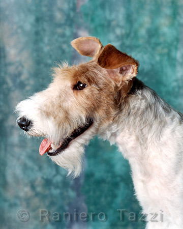 Wire Fox Terrier