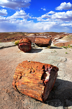 Ancient fossil wood in the Petrified Forest - Arizona, Usa